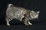 Галерея->Фотосессия кошки Erica Sneaking Lynx