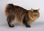 Галерея->Фотосессия кота Roi Sneaking Lynx