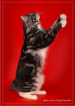Галерея->Фотосессия кота Odissey Adamant of Sneaking Lynx