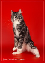 Галерея->Фотосессия кота Odissey Adamant of Sneaking Lynx