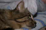 Галерея->Курильский бобтейл кот Амаретто из Гильдии Корабельных Котов и Unita Lynx Standart