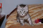 Галерея->Курильский бобтейл кошка Melody Silver Castle