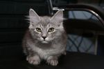 Галерея->Курильский бобтейл кошка Melody Silver Castle