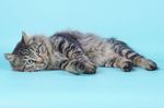 Галерея->Фотосессия кота Eur.Ch. Амаретто из Гильдии Корабельных котов