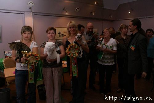 Курильский бобтейл Амаретто, Best of Best I место, Челябинск 2008